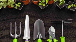 Maintaining Your Garden with Keizers: Essential Tools and Tips